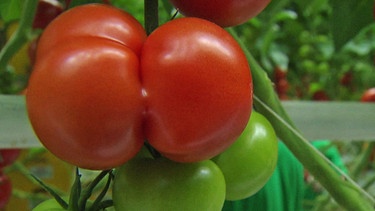 Konventionell angebaute Tomaten aus dem Gewächshaus | Bild: BR