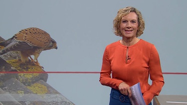 Moderatorin Julia Büchler in der Frankenschau aktuell vom 14. März | Bild: BR