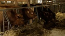 Kuh im Stall frisst vor der Schlachtung. | Bild: BR