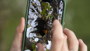 Ein Bild von einer Hummel auf einem Smartphone in Großaufnahme. | Bild: BR