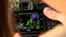 Die Kamera während einer Naturaufnahme von einer Blume. | Bild: BR