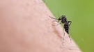 Das Dengue-Virus wird von der asiatischen Tigermücke übertragen. | Bild: BR