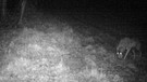 Ein Wolf der Nachts erwischt wurde vor einem Dammwildgehege. | Bild: BR