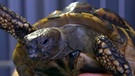 Schildkröte | Bild: BR