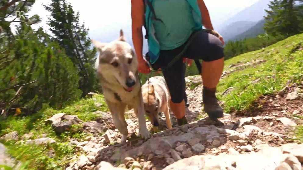 Mit Welpen und Hunden auf Bergtour | Bild: BR Fernsehen