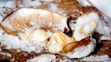 Pilze im Winterwald: Austernpilz | Bild: André Goerschel