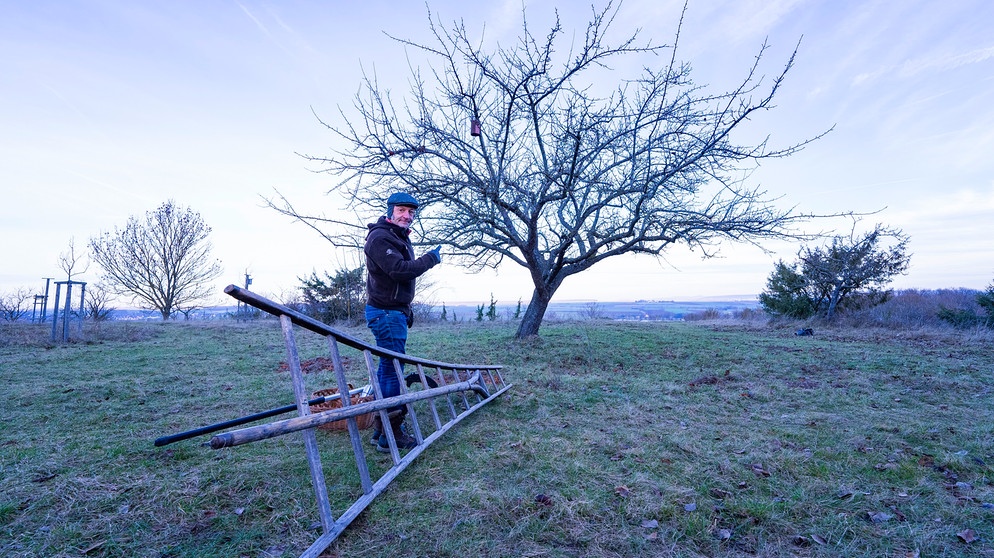 Streuobstwiesen und ihre Pflege: Baumschnitt im Winter | Bild: André Goerschel/BR