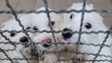 Hundewelpen stehen in einem Zwinger im Tierheim | Bild: picture-alliance/dpa / Eibner-Pressefoto | Thomas Hahn