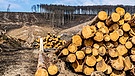 Gerodetes Waldgebiet, abgestorbene Fichtenbestände wurden gefällt, tote Bäume durch Borkenkäfer Befall | Bild: picture alliance / Jochen Tack | Jochen Tack