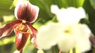 Orchidenn im Botanischen Garten in München | Bild: BR