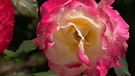 Rose im Garten von Nora und Umberto Marcello in Venedig | Bild: BR
