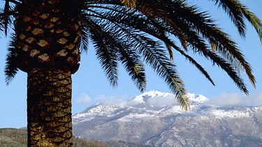 Eine Palme vor verschneiten Bergen | Bild: BR