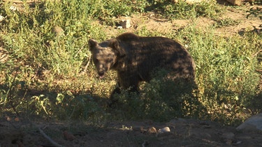 Ein Bär läuft durch flaches Buschland | Bild: BR