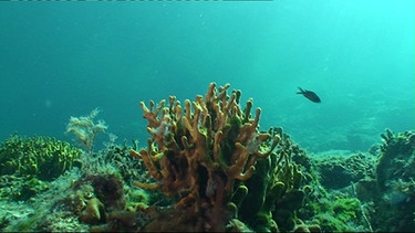 Eine gelbe Koralle am Meeresboden | Bild: BR