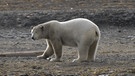 Arktis - Spitzbergen: Ein harter Sommer - Ein Eisbär ohne Eis. | Bild: BR/Kai Schubert