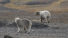 Arktis - Spitzbergen: Hast du auch Hunger? - Zwei Eisbären an Land. | Bild: BR/Kai Schubert