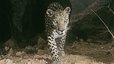 Arabien: Arabischer Leopard | Bild: NDR/NDR/BBC/David Willis 2013