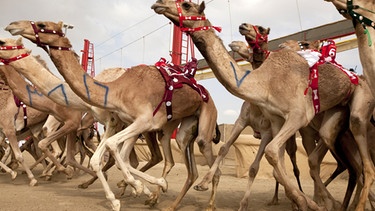Arabien: Wal Wathaba Rennen in Abu Dhabi | Bild: NDR/NDR/BBC/Fredi Devas 2013