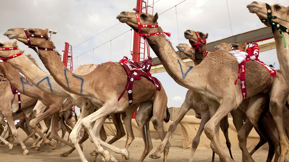 Arabien: Wal Wathaba Rennen in Abu Dhabi | Bild: NDR/NDR/BBC/Fredi Devas 2013