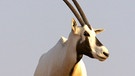 Wildes Arabien: Oryx-Antilope | Bild: NDR/NDR/BBC/Chadden Hunter 2013