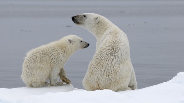 Arktis - Spitzbergen: Eine Eisbärenmutter mit einem knapp einjährigen Jungen. | Bild: BR/Kai Schubert