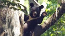 Kragenbär im ussurischen Urwald | Bild: BR