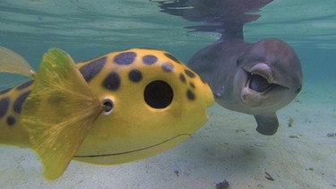  Tümmler-Delfin untersucht die Kugelfisch-Kamera | Bild: BR/John Downer Productions 2013/Rob Pilley
