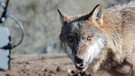 Natur am Guadalquivir: Filmdreh, iberischer Wolf | Bild: BR/Joaquin Gutierrez Acha