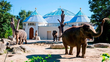 Elefantenhaus Tierpark Hellabrunn | Bild: Tierpark Hellabrunn/Marc Mueller