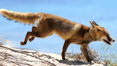 Natur am Guadalquivir: Fuchs | Bild: BR/Herminio M. Muñiz
