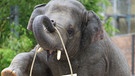 Geburtstag von Elefant Ludwig | Bild: Münchener Tierpark Hellabrunn