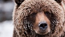 Wildes Kanada: Grizzlybär | Bild: BR/Brian Leith Productions/WDR/Ben Wallis