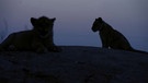 Namibia: Löwenjunge | Bild: BR