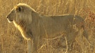 Namibia: Löwe | Bild: BR