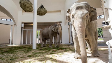 Das neue Elefantenhaus in München | Bild: Münchener Tierpark Hellabrunn