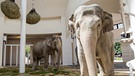 Das neue Elefantenhaus in München | Bild: Münchener Tierpark Hellabrunn