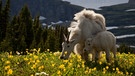 Wildnis Nordamerika: Schneeziegen | Bild: WDR/Discovery Channel