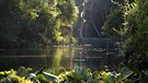 Wildnis Nordamerika: Silver River in Florida | Bild: WDR/WDR/Discovery Channel