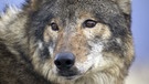 Wildnis Nordamerikas: Grauer Wolf | Bild: WDR/WDR/Discovery Channel