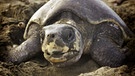 Wildnis Nordamerikas: Oliv-Bastardschildkröte | Bild: WDR/WDR/Discovery Channel
