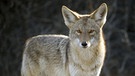 Wildnis Nordamerika: Kojote | Bild: WDR/WDR/Discovery Channel