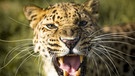Raubkatzen: Leopard | Bild: BBC NHU/BR/NDR/Paul Williams 2017