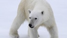 Spitzbergen: ein junger Eisbär | Bild: BR/Kai Schubert