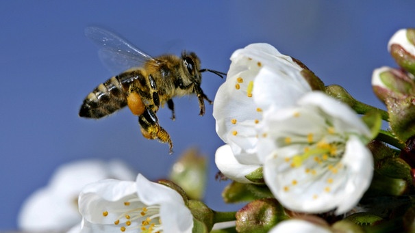 Streuobstwiese: Honigbiene  | Bild: BR/Steffen Sailer