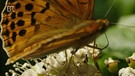 Schmetterling im ussurischen Urwald | Bild: BR