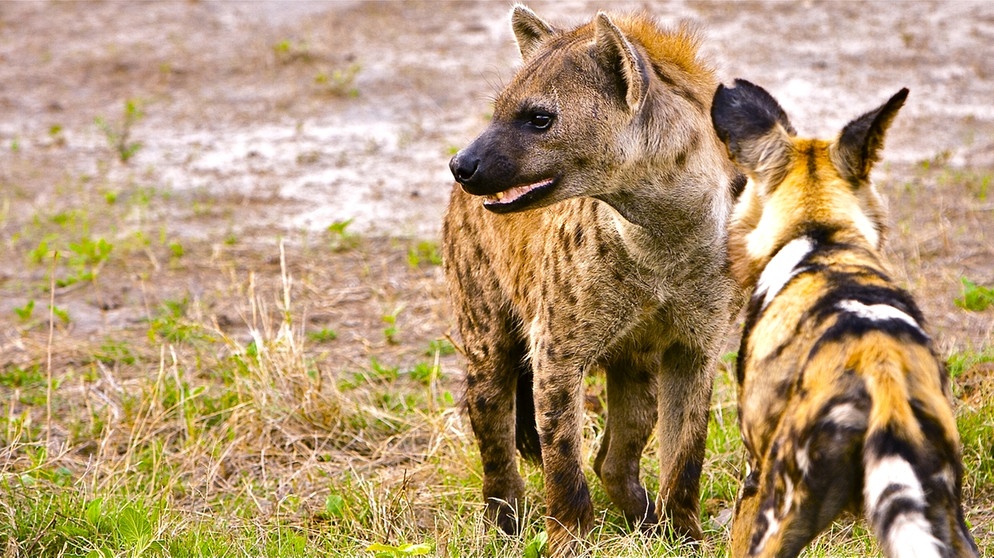 Eine Hyäne und ein Wildhund | Bild: BR