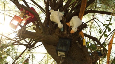 Enten im Baum im Schrebergarten | Bild: BR