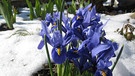 Iris reticulata | Bild: Dieter Wauschek