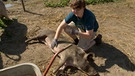 Jannis Oppermann streichelt ein Schwein am Bauernhof | Bild: BR