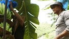 Billig Billiger Banane - Arbeiter mit Bananenstaude | Bild: BR/WDR